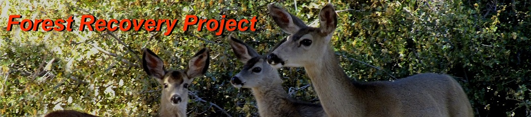 Forest Recovery Project Banner Image